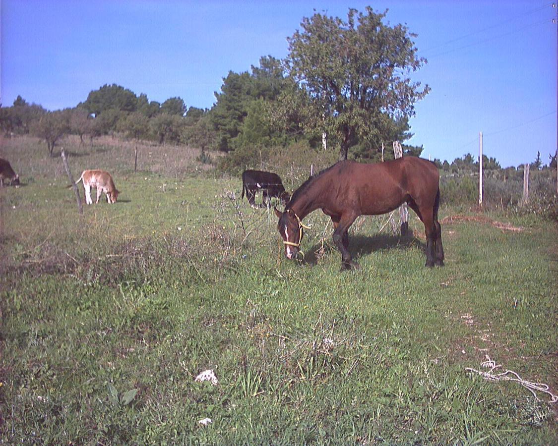 Azienda Agricola Gentile - La Casa Degli Ulivi Hostal Vieste Exterior foto