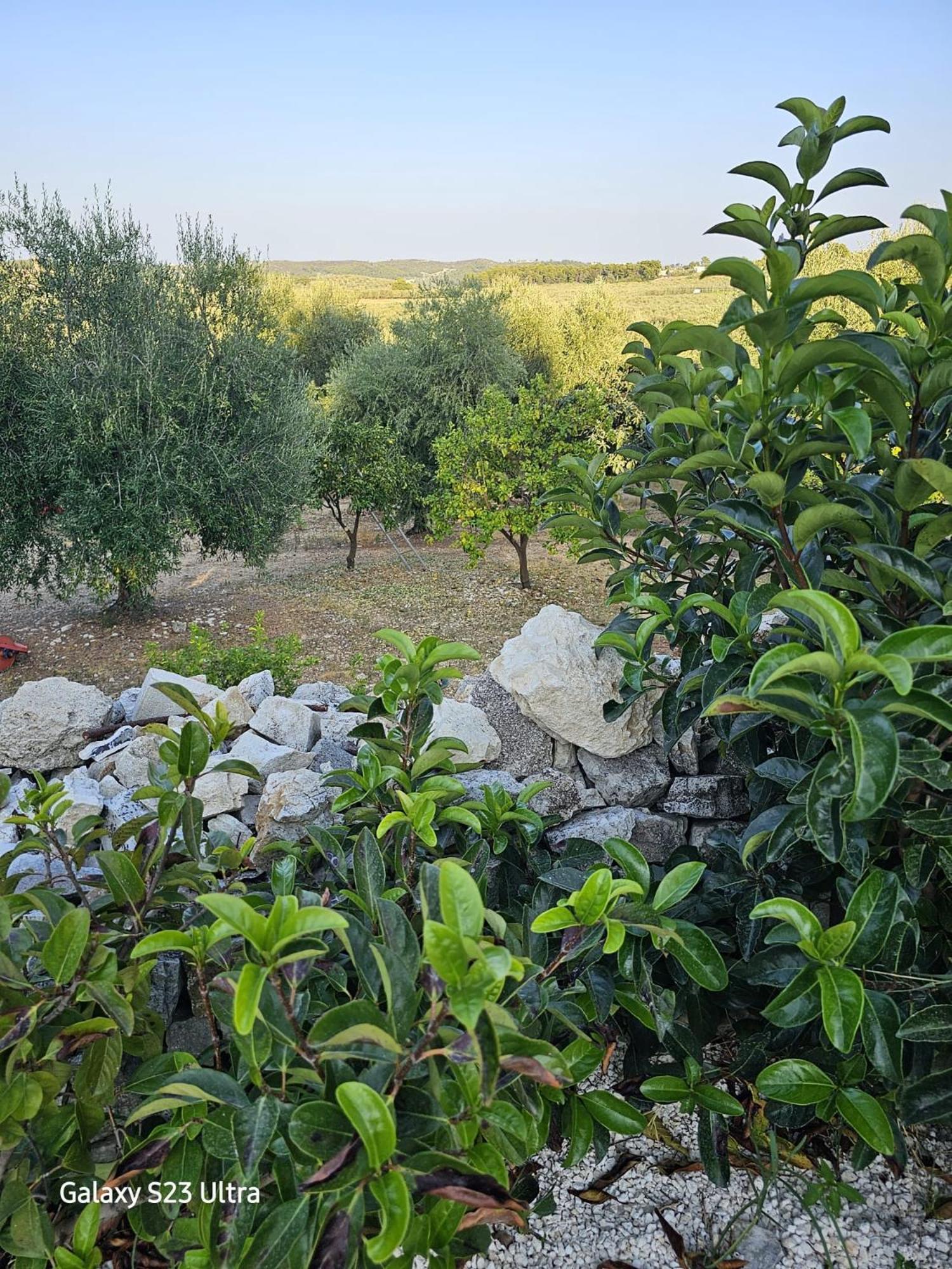 Azienda Agricola Gentile - La Casa Degli Ulivi Hostal Vieste Exterior foto